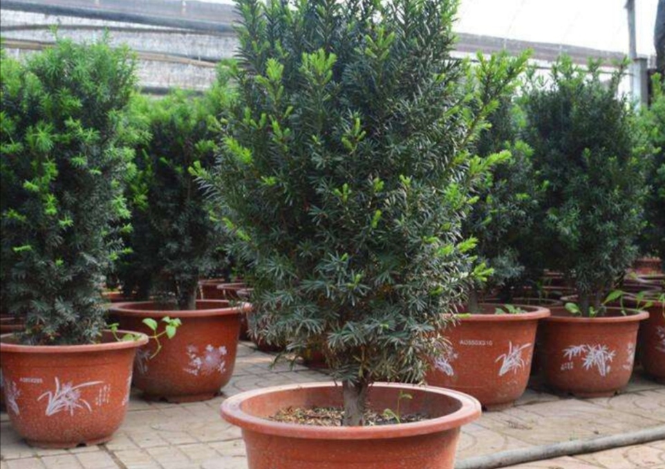 家里的红豆杉怎么栽培,家里院子种红豆杉的方法