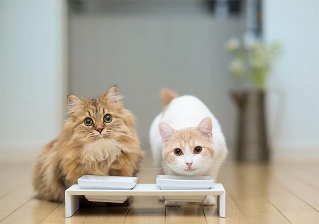 新手养猫铲屎官攻略,猫咪铲屎官新手教程