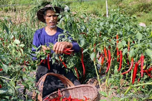 国庆小长假,出去浪不如回老家收庄稼,儿时这5种农活你做过哪些