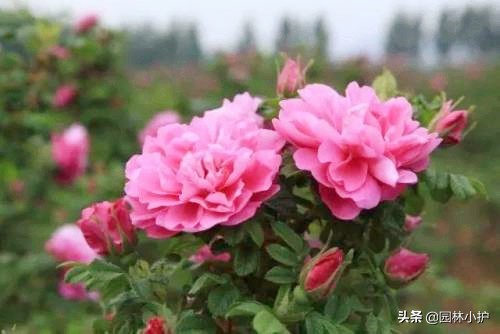 那些年你收到的玫瑰，其实是月季！扎不扎心？