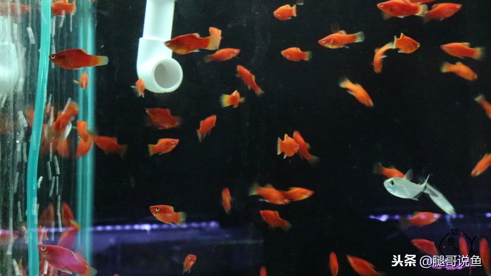 黑尾红月光可以和玛丽球鱼混养,适合新手养的纯黑色鱼