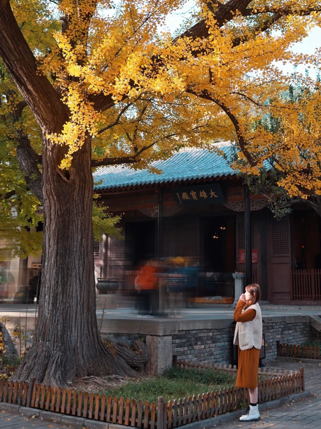 黄了！山东爆火的“银杏林”，千余亩的曼妙绝伦，只等你来！