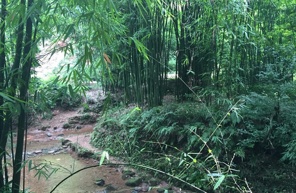 成都竹海风景区,成都竹海旅游景点大全