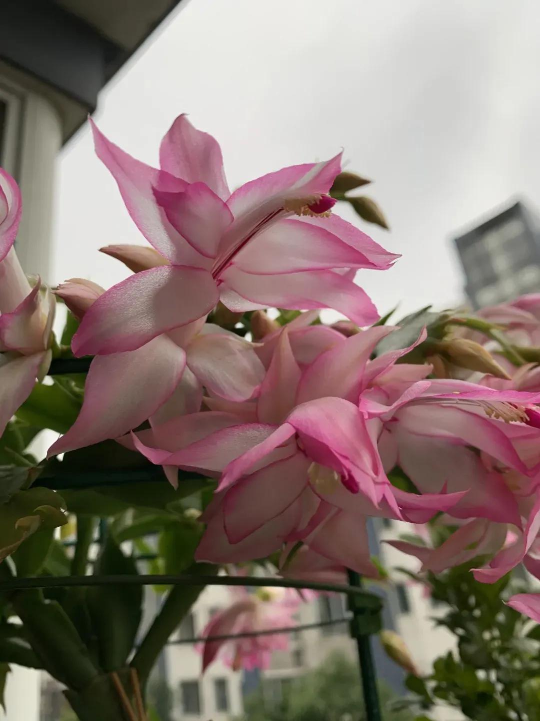 蟹爪兰20棵,有20株蟹爪兰适合多大的盆