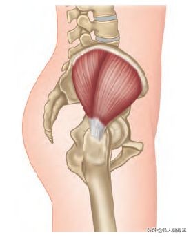 臀部无力原来是这个因素？健身大师教你改善臀部无力的问题