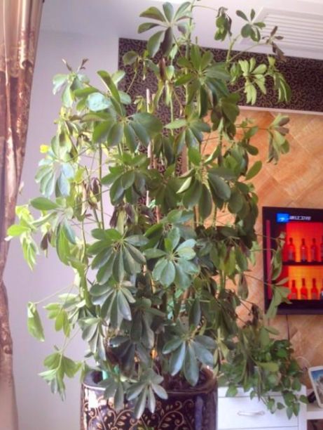 鸭掌木吸甲醛吗,鸭掌木能净化空气吗