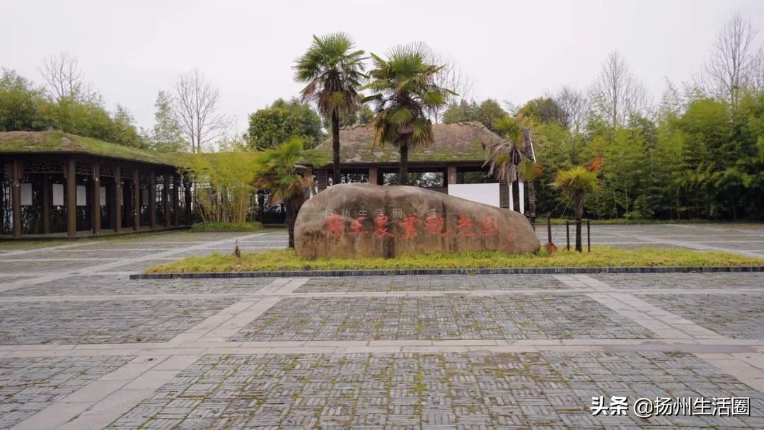 2元花盆批发清仓,2元花卉批发市场