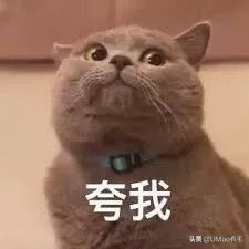 胖橘猫和黑猫,橘猫黑猫白猫哪个最可爱
