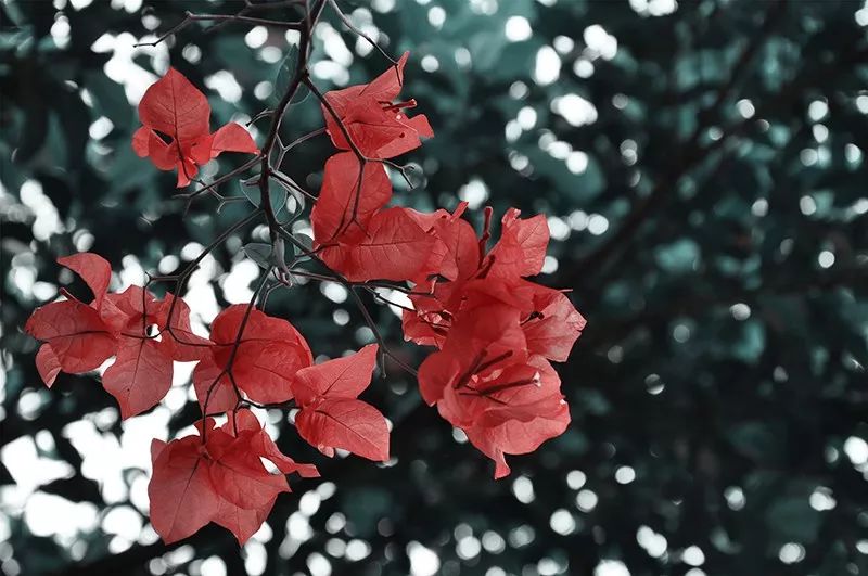 6种常用的构图法,掌握7种构图技巧