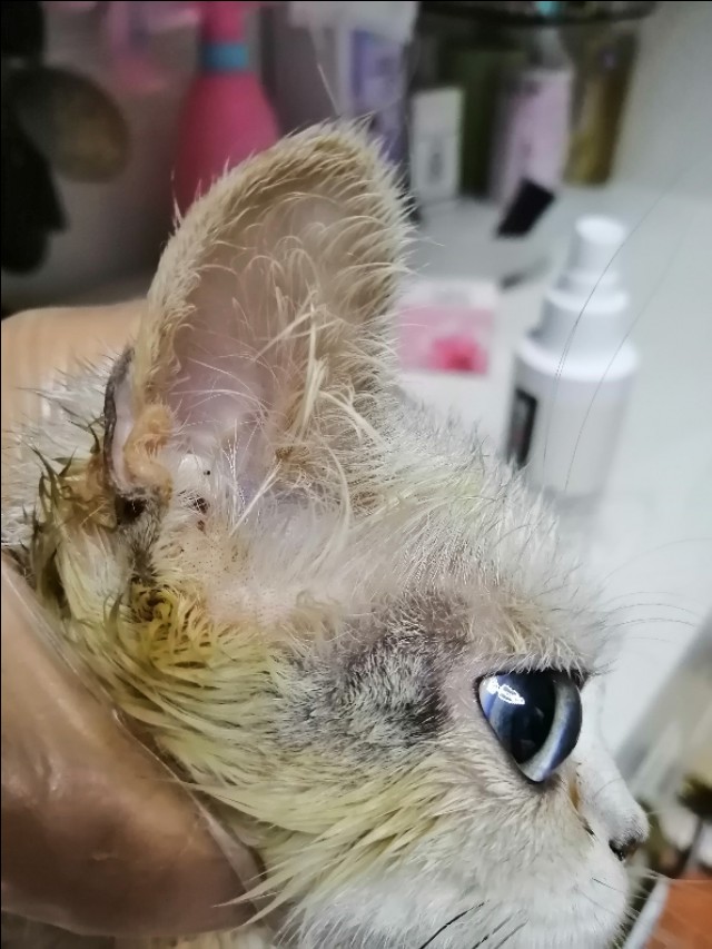 猫咪长猫癣,猫癣治疗过程中范围越来越大