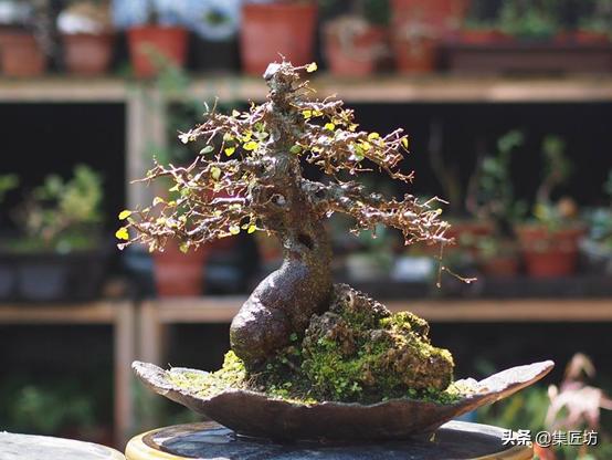 十字修剪法,十字花技法