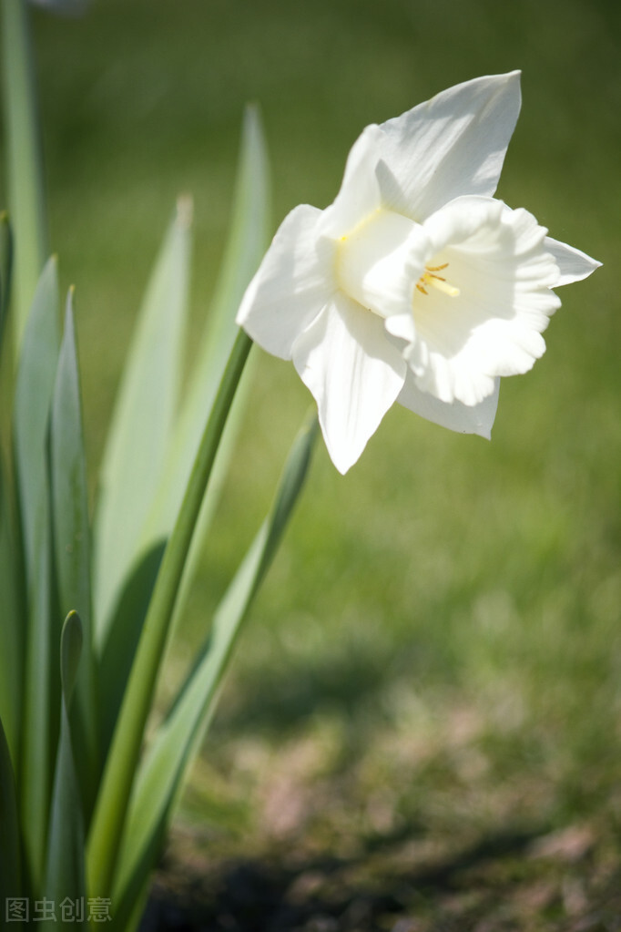 1月至12月生日花的花语,什么花语是祝福生日快乐的花