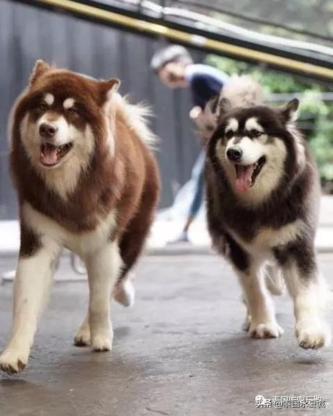 曼谷BigDogCafe|想把每一只狗狗偷偷打包带回家！