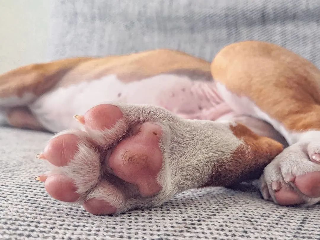 宠物窝怎么清洁保养好,宠物肉垫毛怎么清理