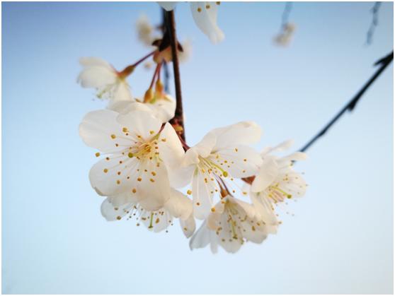 三月春色唯美诗句,阳春三月好风光诗词鉴赏