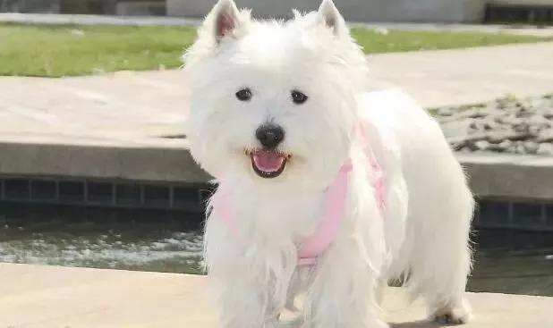 在国外欢迎的中国犬,在国外最受欢迎的中国狗