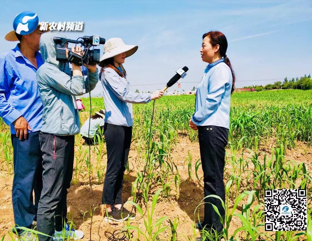 谷子病虫害防治技术宣传画册,谷子病虫害中午可打农药吗