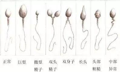 胚胎有碎片什么意思,胚胎碎片是不是由精子决定的