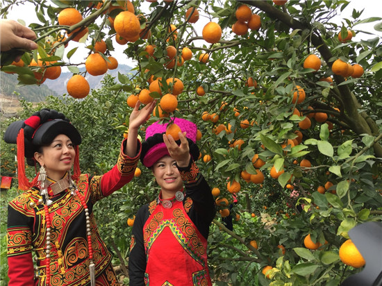 丑橘应该如何种？科学的管理让丑橘味美汁多吃不腻，快来学习