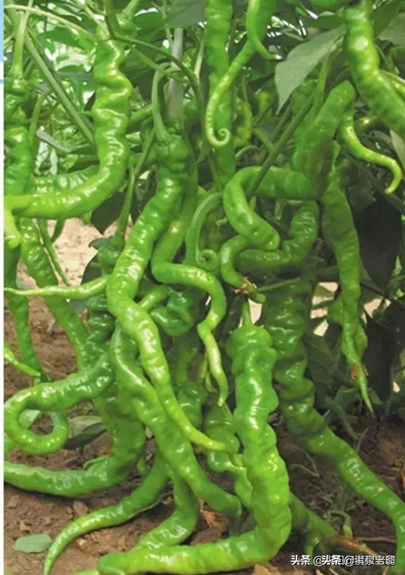 怎么解决辣椒弯曲,辣椒长弯了怎么处理