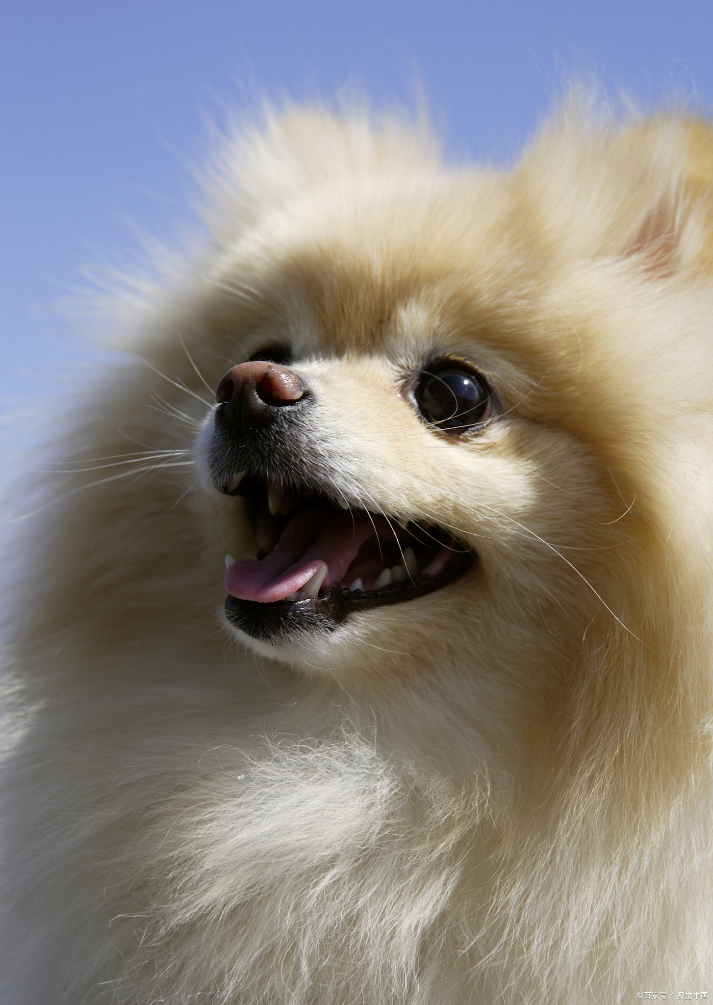 博美幼犬专用狗粮推荐,博美幼犬吃什么牌子的狗粮比较好