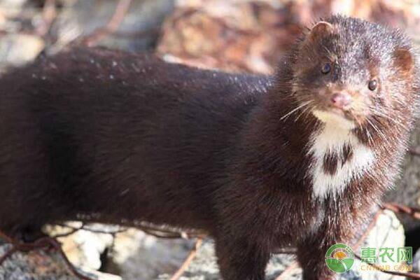 貂子人工驯繁价格怎样?养貂子危险吗?养貂子注意事项与禁忌