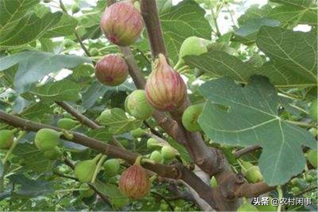 种植无花果的前景如何,种植无花果树的三个关键要点