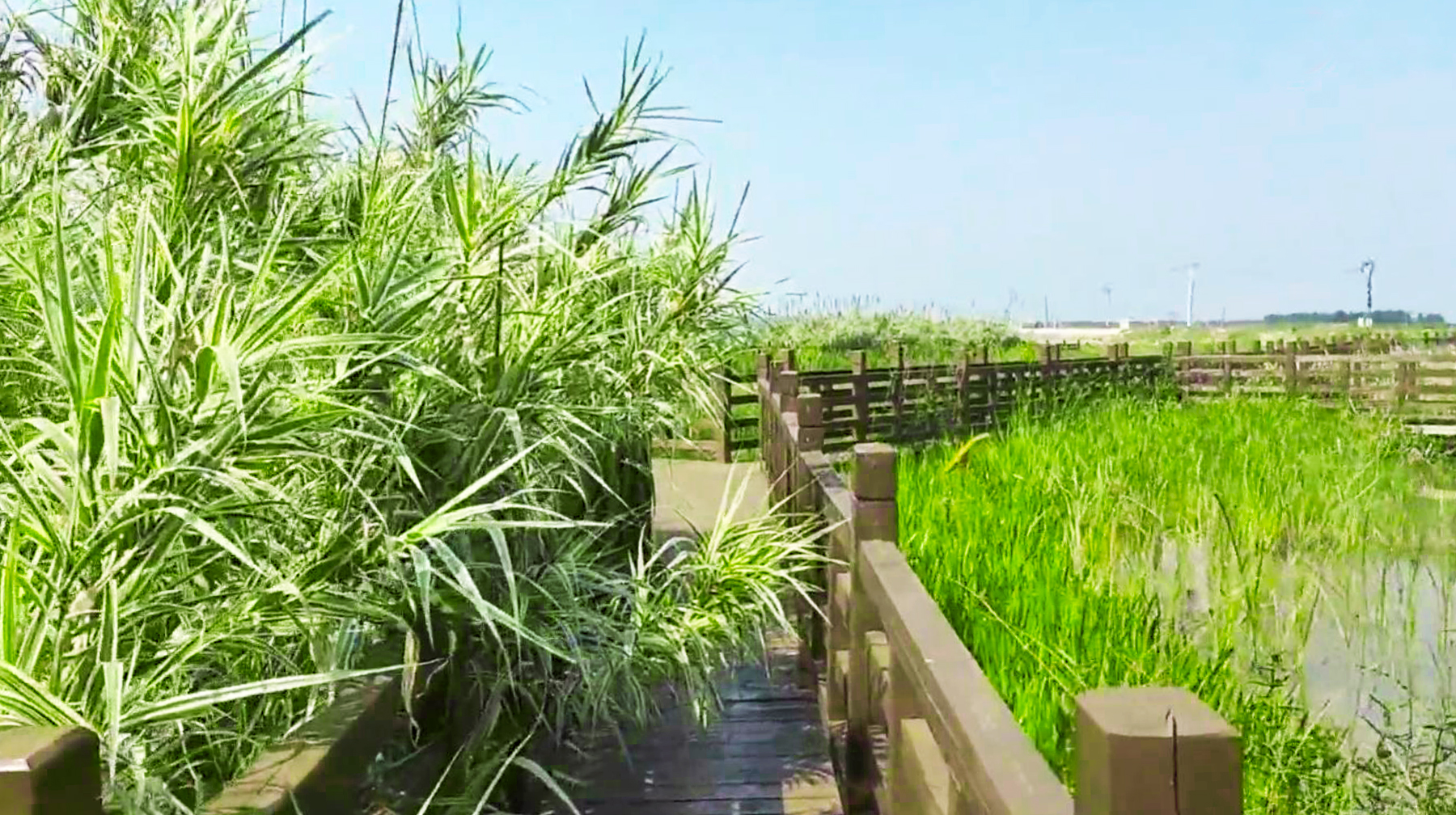 武汉绝美湿地公园,武汉东湖湿地公园景点