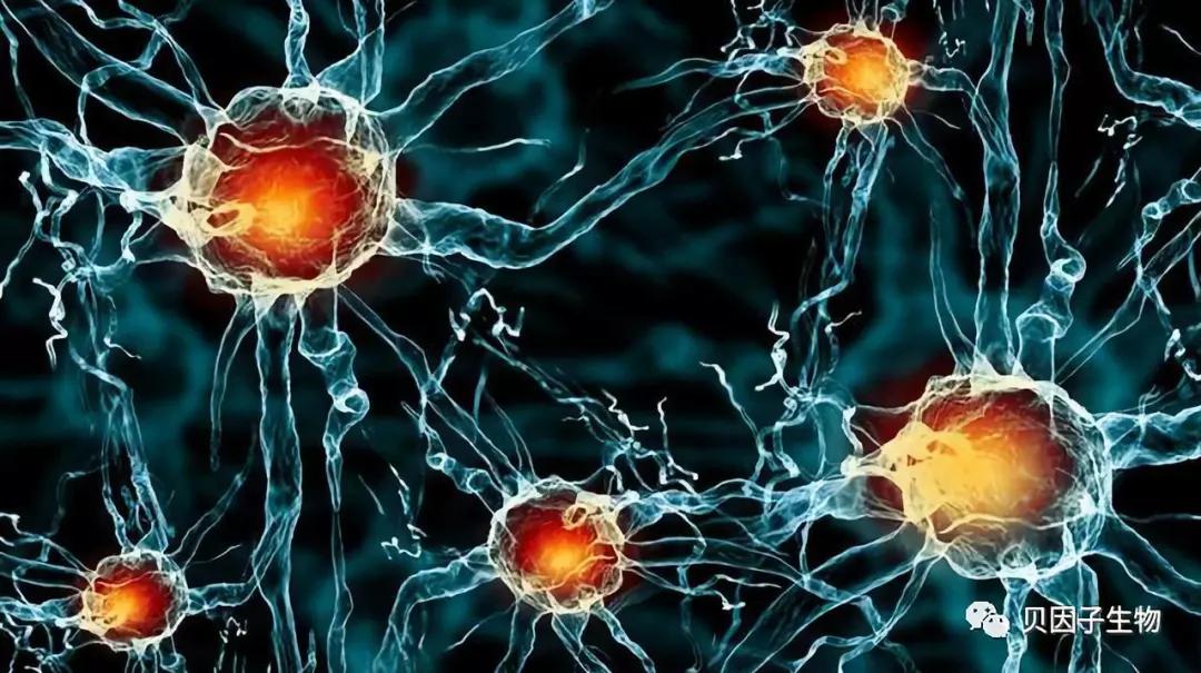 干细胞移植肝硬化为什么被叫停,干细胞治疗肝硬化的临床研究进展