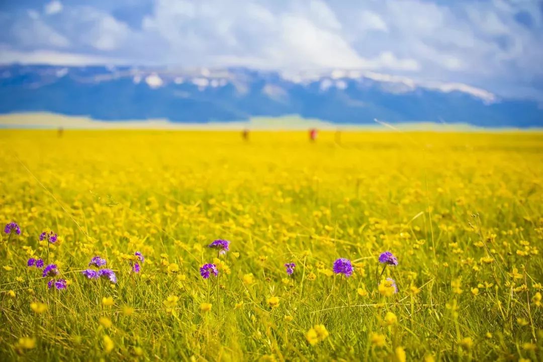 六月的北疆哪些地方值得去,六月的北疆解说