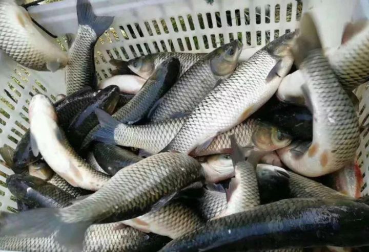 草鱼怎么养得好,草鱼怎么养才是正确的方法