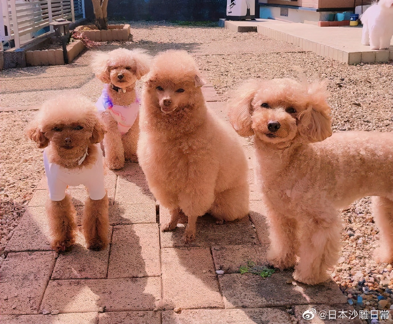 头发分叉的段子,头发分叉是不是越剪越严重