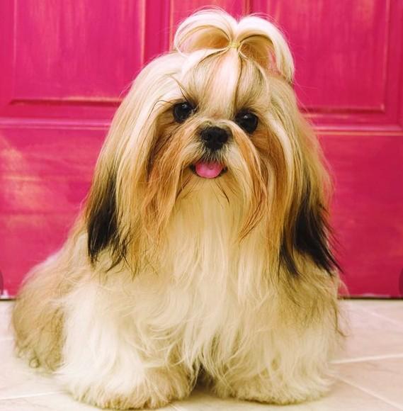 世界上所有的狗品种图片,世界最名贵的狗前十名及其简介