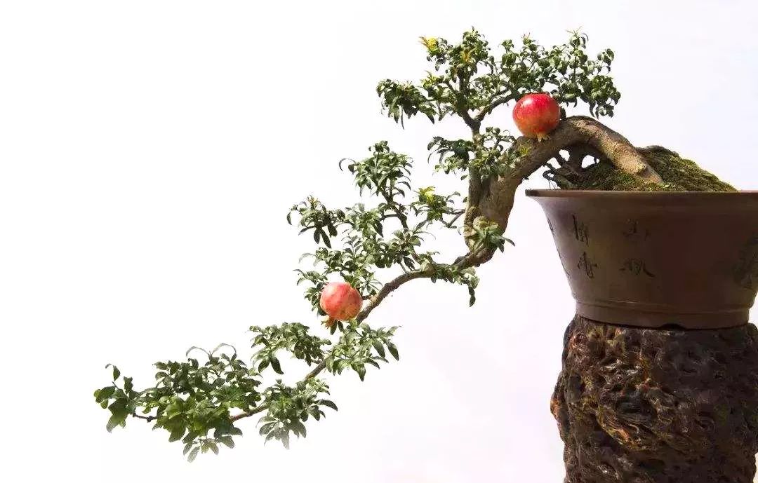 盆景石榴只开花不结果怎么回事,石榴盆景不发芽怎么办