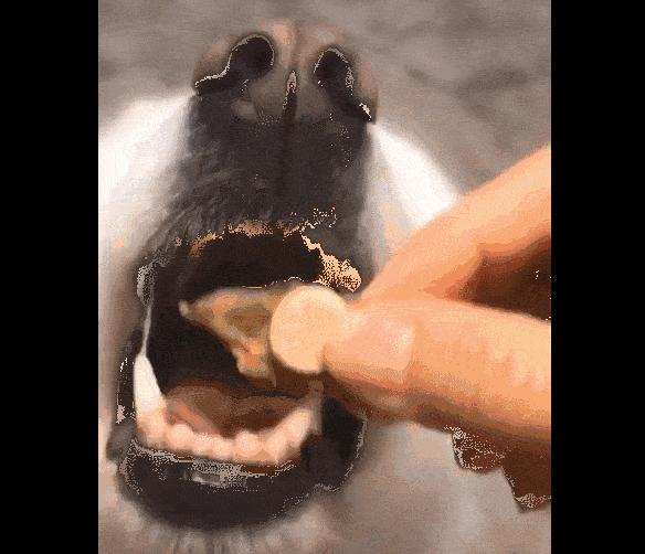 关于宠物驱虫的10个知识点,宠物驱虫小常识海报