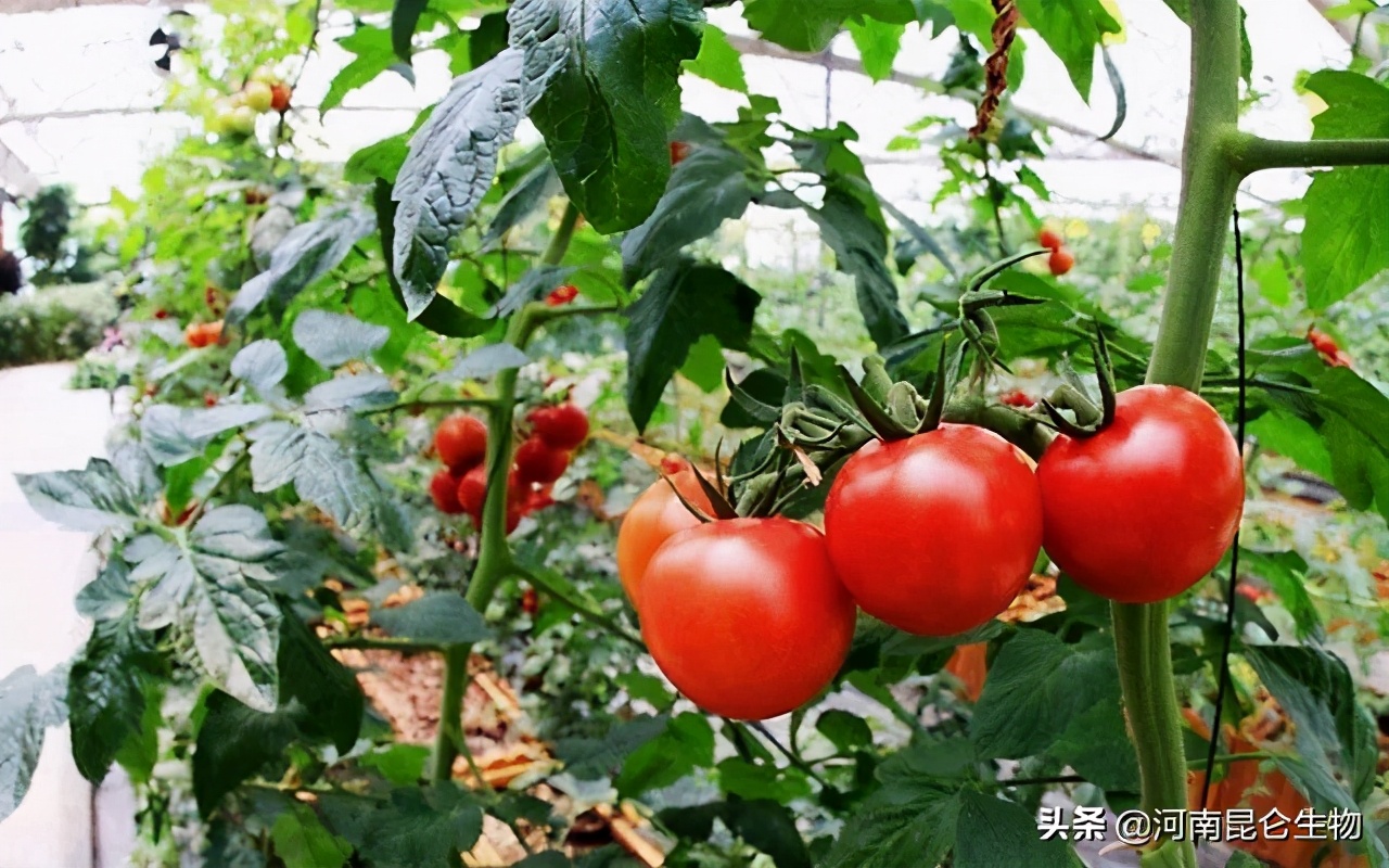 圣女果用什么膨大剂好？圣女果膨大素什么时间打？用什么肥料膨大