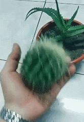 北京人盘星月,北京人盘手串文玩都喜欢什么