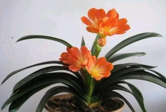 君子兰怎么养护和施肥施什么肥料,养好君子兰的施肥方法