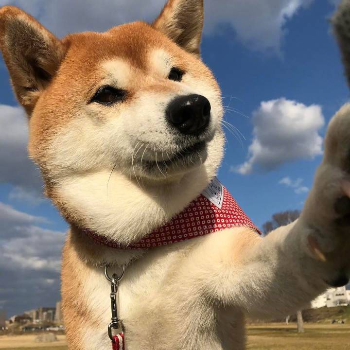 刚买回家的幼柴犬体臭怎么办,柴犬臭毛病