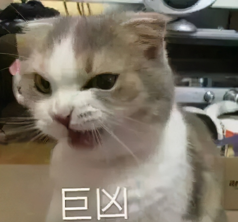 猫咪会笑得肚子疼吗,猫咪会笑的特效怎么弄