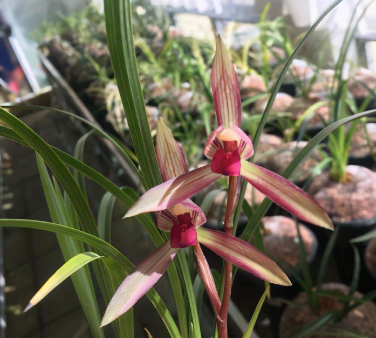 好养又好看又香又便宜的兰花品种,好养又好看又便宜又香的兰花品种