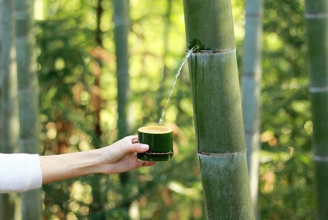 曾经很火的白酒,竹子灌酒竹子还能活吗