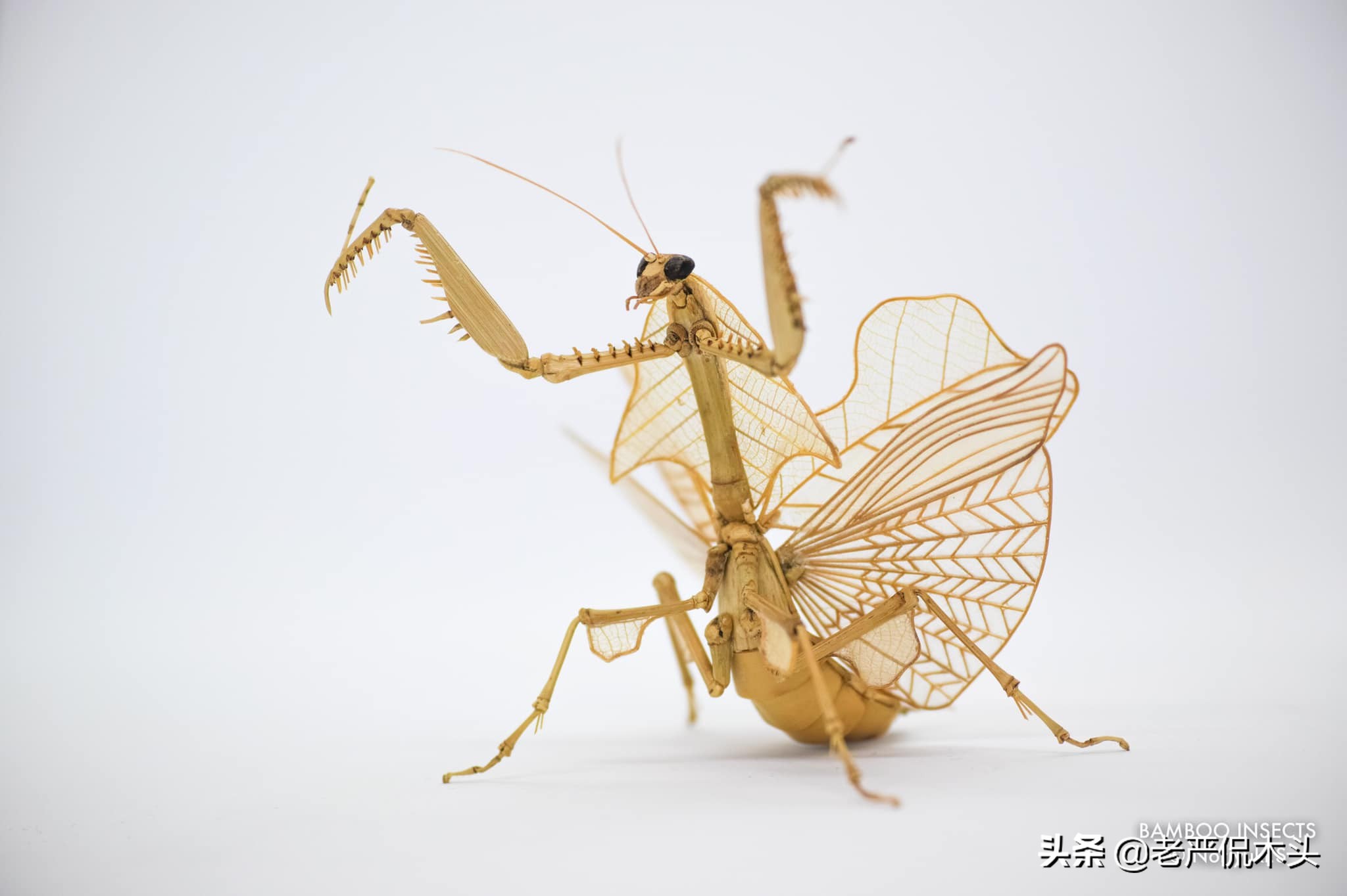 昆虫标本树脂竹节虫,昆虫标本制作竹节虫