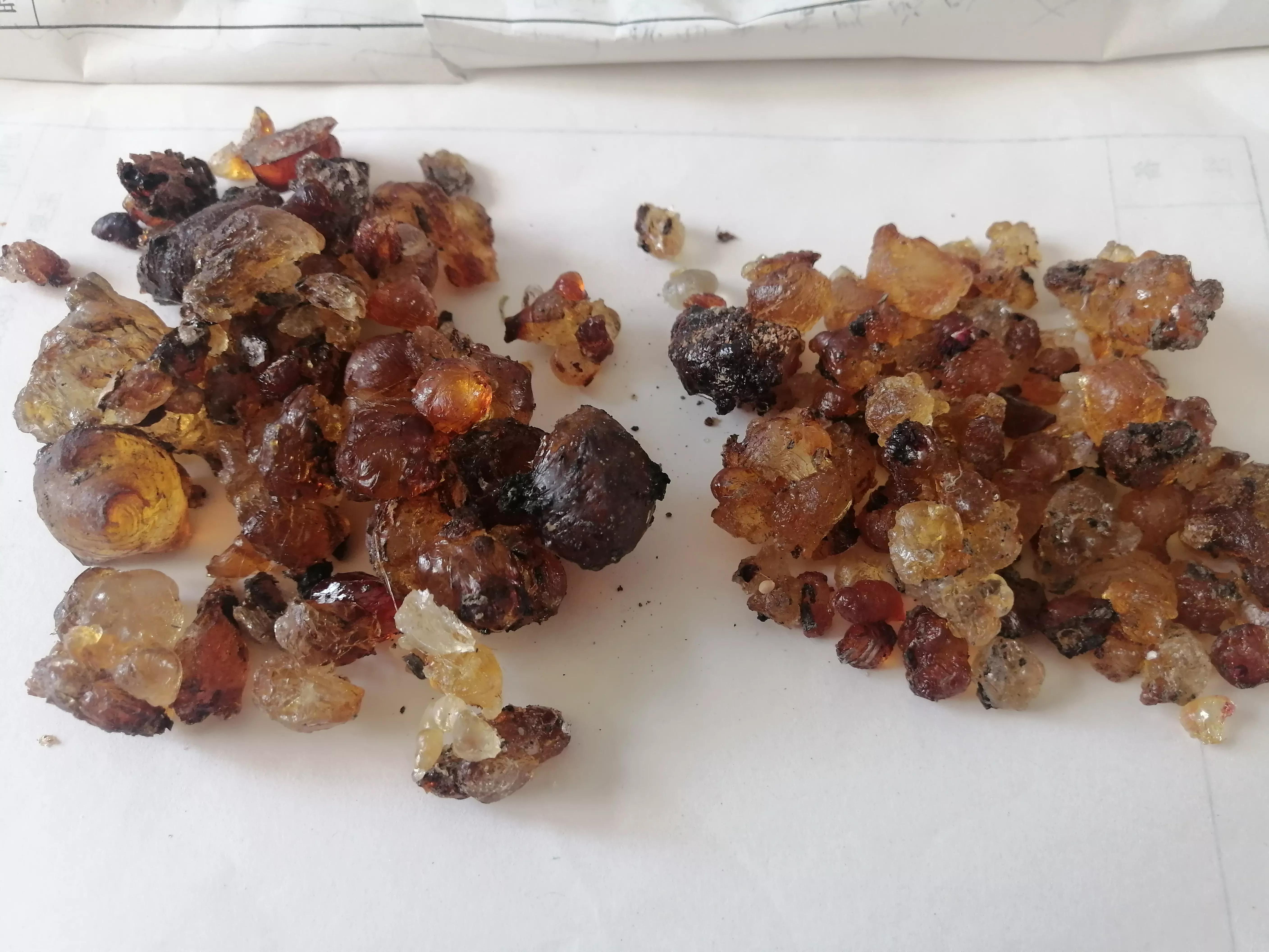 桃胶采摘多少钱,桃胶采摘过程