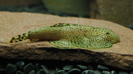 越来越稀奇的淡水鱼,最色彩多姿的淡水鱼