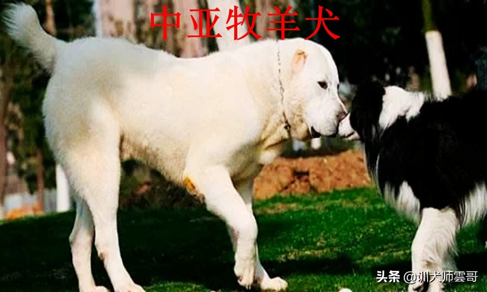 什么品种的牧羊犬最听主人的话,不常见的牧羊犬
