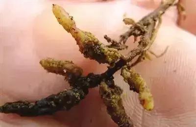 夏黑葡萄各个时间防哪些虫害,葡萄14种常见虫卵图解