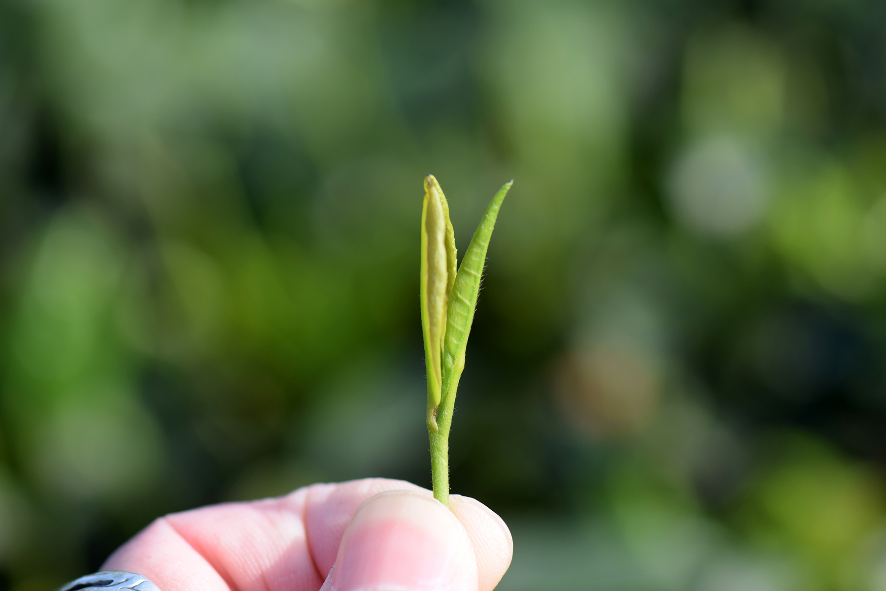 从业十年我所经历的火爆和低迷,茶行业真实揭露