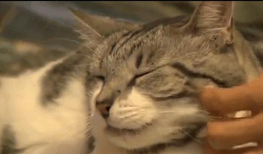 千万不要和对象一起养猫,为什么不能和养猫的男生谈恋爱