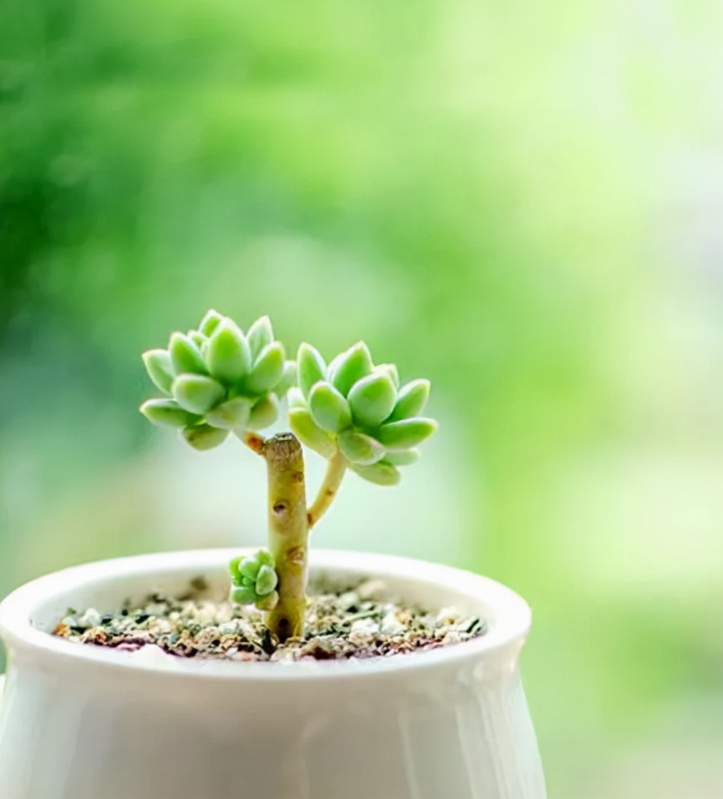 最经典的自嘲诗句,句句戳心的自嘲诗句